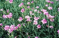 绿韵生辉·青州钰清花卉苗木种植基地产品供应（第4页）