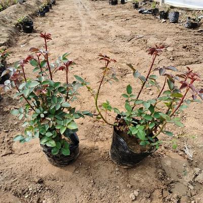 菏泽厂家直销盆栽盆景大花月季小苗 青州承玉花卉的专业与信源