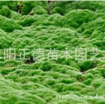 扎根花乡，绿意满园——江苏沭阳正德苗木园艺场（产品供应第10页）