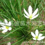 江苏沭阳正德苗木园艺场 第12页产品供应与专业种植服务