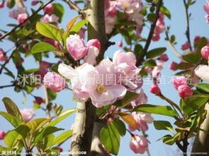 沭阳县新河镇周圈村华宝苗木场 花卉种子 种苗产品列表