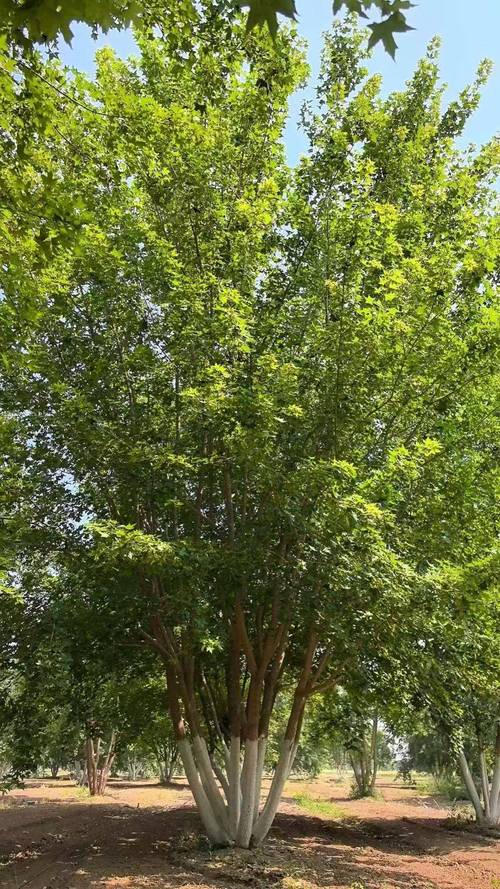 4米丛生元宝枫采购指南:保定峻熙苗木花卉种植,适配城市绿化
