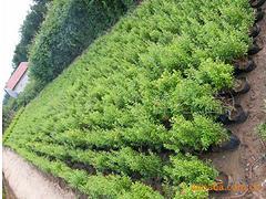 易种植的花石榴，永信花卉苗木是您信赖的选择