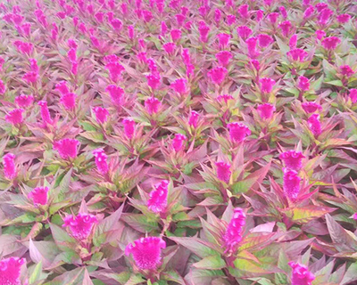 山西万寿菊采购指南 走进雅仕阁绿化苗木基地，探索花卉苗木种植的奥秘
