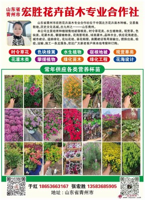 满天星 花坛中的璀璨星光与易植之选