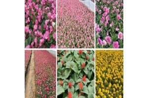 花卉苗木多少钱一棵？——从苗木价格到种植门道的全面指南