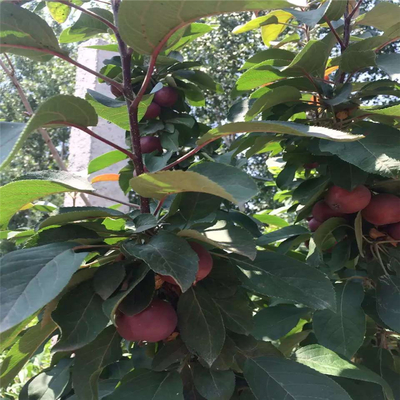 山东红嘎啦苹果树苗基地分布及种植指南