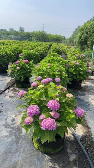 花苞初绽正当时 一份让新手也能安心上手的苗木花卉种植指南