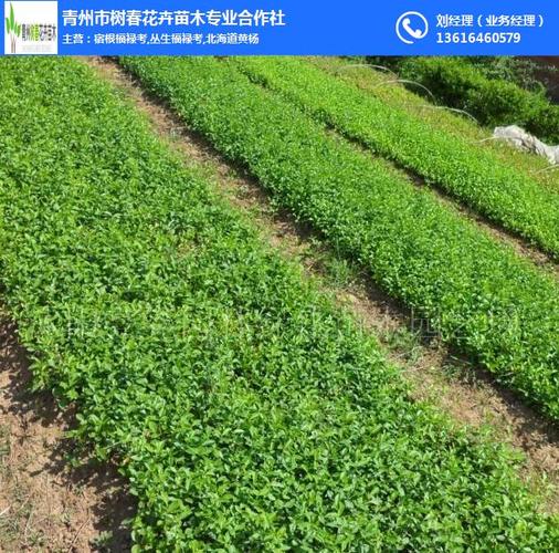 苗木销售,苗木,树春花卉苗木
